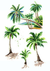 Fototapeta premium Tropical palm tree set, summer vacation concept. Hand drawn watercolor illustration isolated on white background