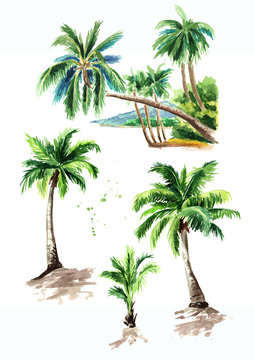Tropical palm tree set, summer vacation concept. Hand drawn watercolor illustration isolated on white background