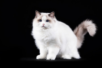 Obraz premium portrait of a beautiful cat