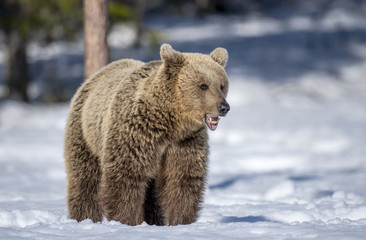 Obraz premium Bear at sunny winter day on the snow. Brown bear in winter forest. Scientific name: Ursus Arctos. Natural Habitat.