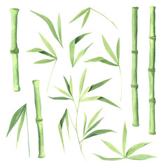 Watercolor green bamboo plant set
