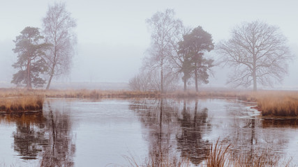 Naklejka na ściany i meble misty morning at a fen and with some trees in the Netherlands