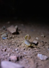 Close up image of a poisonous scorpion glowing under a UV light at night