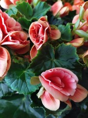  Pink bright begonia flowers on a background of decorative foliage. Background texture