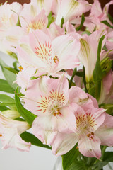 Pink flower blooming with water drops-close-up Photo details spring time. Valentine's day