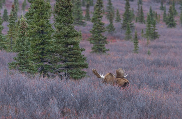 Alaska Yukon Bull Moose in Fall in Denali National Park