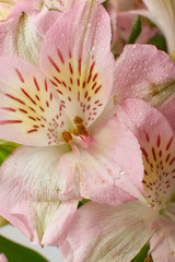 Fototapeta na wymiar Pink flower blooming with water drops-close-up Photo details spring time. Valentine's day