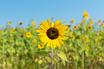 Obraz premium Close-up Sunflower and natural background with blue sky.