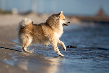  portrait of a beautiful dog