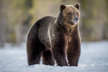 Obraz premium Wild Adult Brown bear in winter forest in evening twilight. Scientific name: Ursus Arctos. Natural Habitat.