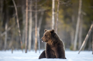 Bear sits in the snow. Brown bear in winter forest. Scientific name: Ursus Arctos. Natural Habitat.