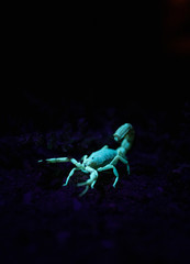 Close up image of a poisonous scorpion glowing under a UV light at night