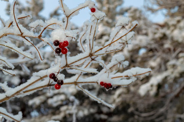 Wild ash berries in winter forest. View from front.