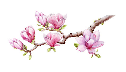 Pink magnolia branch with flowers watercolor illustration. Hand drawn  spring lush blossom with green buds on a tree. Magnolia blooming tree element isolated on the white background. - obrazy, fototapety, plakaty