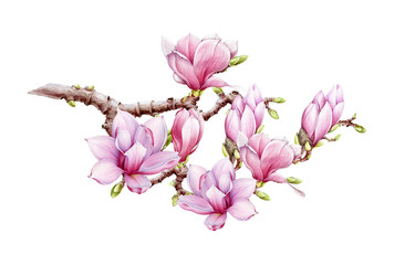 Pink magnolia big flower branch watercolor illustration. Hand drawn lush spring blossom with green buds on a tree. Magnolia blooming tree element isolated on the white background. © anitapol