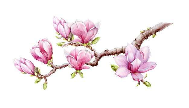 Pink magnolia branch with flowers watercolor illustration. Hand drawn  spring lush blossom with green buds on a tree. Magnolia blooming tree element isolated on the white background.