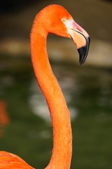 Fototapeta premium Head of a pink flamingo birds standing on one leg