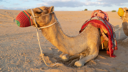 Photo Of Camel Resting On Sand Dunes Desert Safari