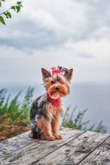 Yorkshire Terrier dog poses outdoors against the sea