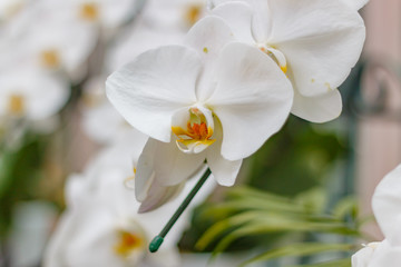Fototapeta na wymiar Beautiful orchid