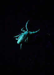 Close up image of a poisonous scorpion glowing under a UV light at night