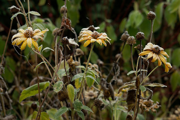 flowers on the garden covered with frost