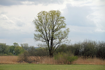 Fototapeta premium Baum im Schilfgürtel