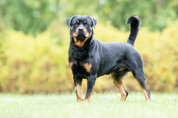  portrait of a beautiful dog