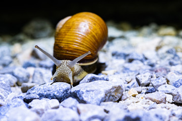 Weinbergschnecke bei Nacht