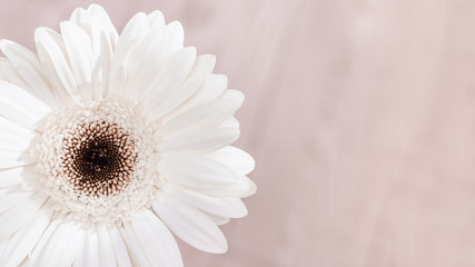 White gerbera natural flower on light background with copy space for your text. Greeting card for Birthday, wedding day or Womans Day. Selective focus.