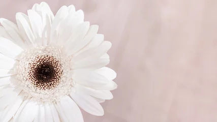 Wandcirkels aluminium Witte gerbera natuurlijke bloem op lichte achtergrond met kopie ruimte voor uw tekst. Wenskaart voor verjaardag, trouwdag of Womans Day. Selectieve aandacht. © yrabota