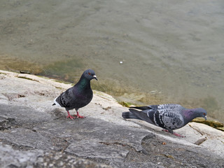 Tauben-Paar