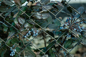 Living green wall. Plants grow on the fence. Ivy fence.