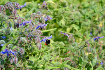 Bumblebee on the flowers of Borage Starflower. Blooming Edible and Medicinal plant (Borago officinalis) growing in an organic garden.