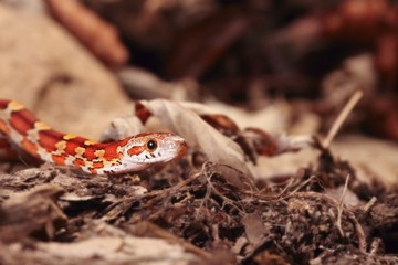 The corn snake (Pantherophis guttatus or Elaphe guttata) is lying on the stone, dry grass and dry leaves round.