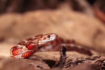 The corn snake (Pantherophis guttatus or Elaphe guttata) before attack on the stone, dry grass and dry leaves round.