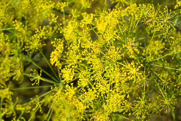 Blooming fennel (Foeniculum vulgare) seeds growing in the herb garden. Herbs and plants for cooking and medicine.