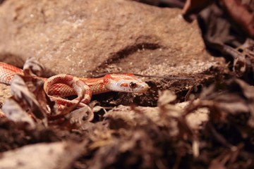 The corn snake (Pantherophis guttatus or Elaphe guttata) is lying on the stone, dry grass and dry leaves round.