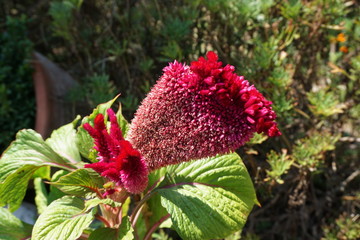 red flower