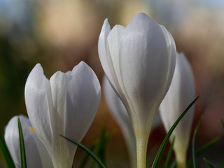 Closeup of tiny white crocus flowers with green leaves and a defocused background