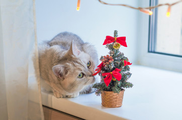 Cute Scottish cat smelling a small Christmas tree on a window sill. Happy New Year! December kitty