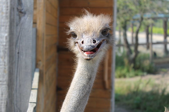 The head of a surprised ostrich, exotic birds. Background texture