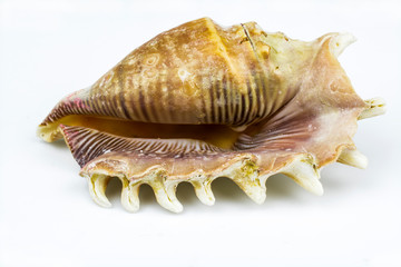 Lambis shell isolated on a white background.