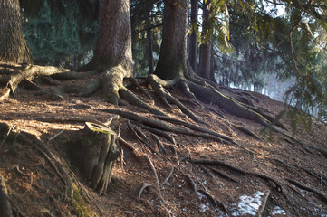 beautiful fairy forest in a beautiful haze