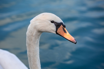 white swan portarait in the high seas