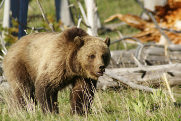 Fototapeta premium grizzly at sundown