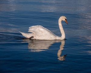 white swan portarait in the high seas