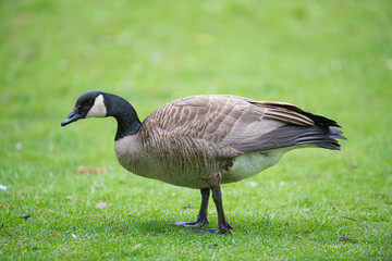 canada goose on grass