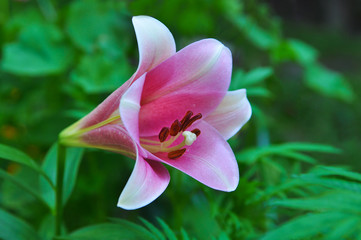 Fototapeta premium Flower of a pink lily. Close-up.