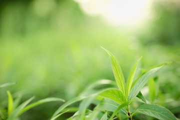 Close up of nature view green leaf on blurred greenery background under sunlight with bokeh and copy space using as background natural plants landscape, ecology wallpaper concept.